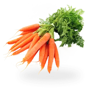 carrot