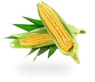 Corn